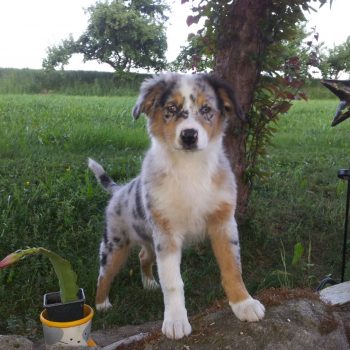 IMG-20180530-WA0003 IMG-20180530-WA0003